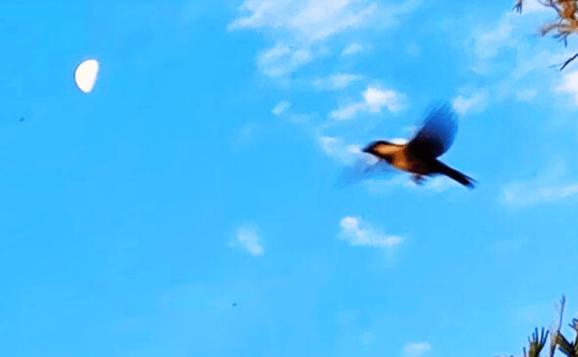 Talking to a Restless&nbsp;Moon