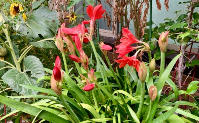 Day Lily and Love&nbsp;(Revised)