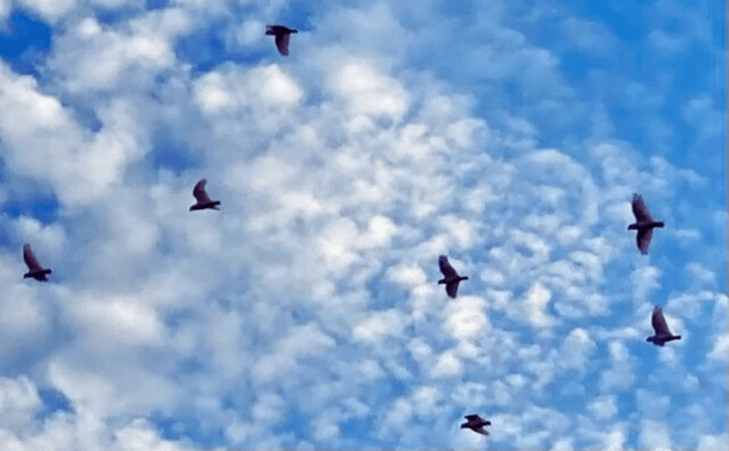 Flying Among the&nbsp;Clouds