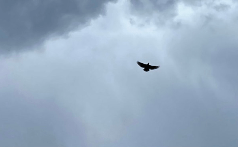 A Grey Disguise (a&nbsp;Tu-aiku)