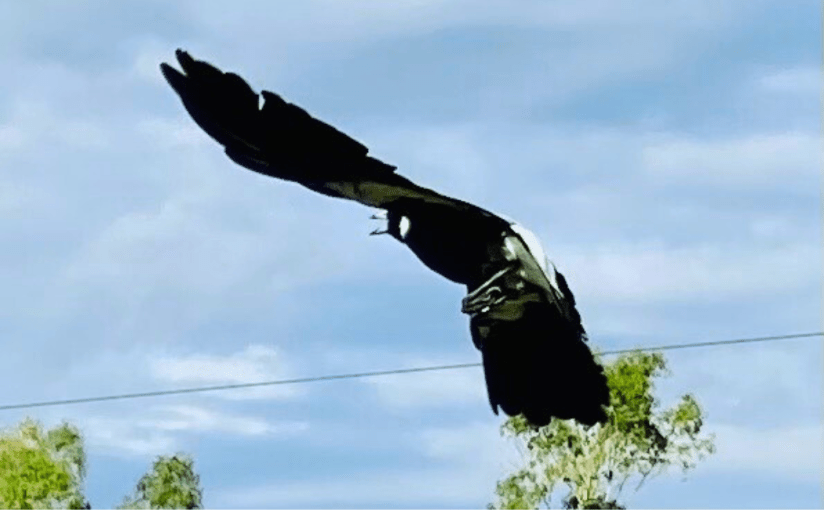 Mapies, Corellas, Wattlebirds, and a&nbsp;Fantail