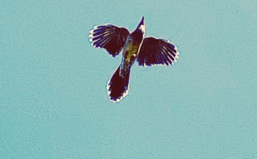 Cheeky Wattlebird (a&nbsp;Haiku)