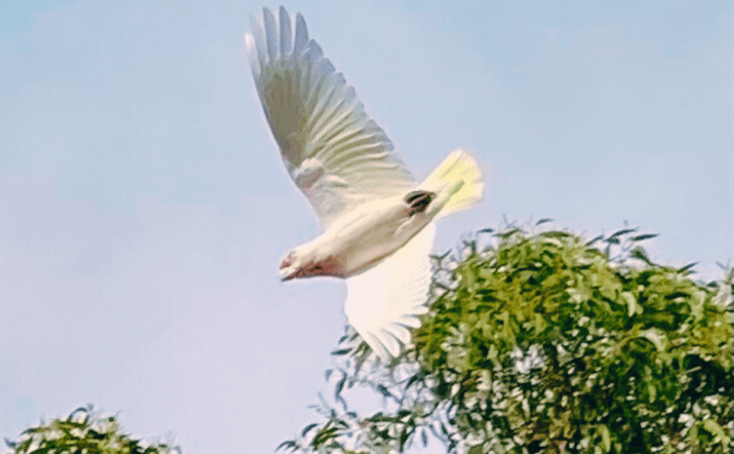 I Am Not a&nbsp;Songbird