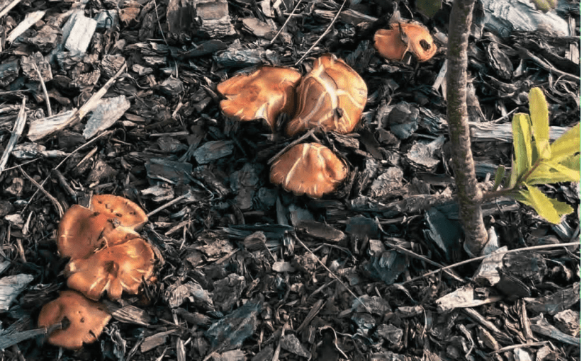 Autumn Leaves and Bees&nbsp;Knees