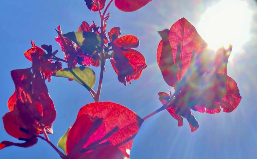 Winter Flowers (a&nbsp;Tanka)