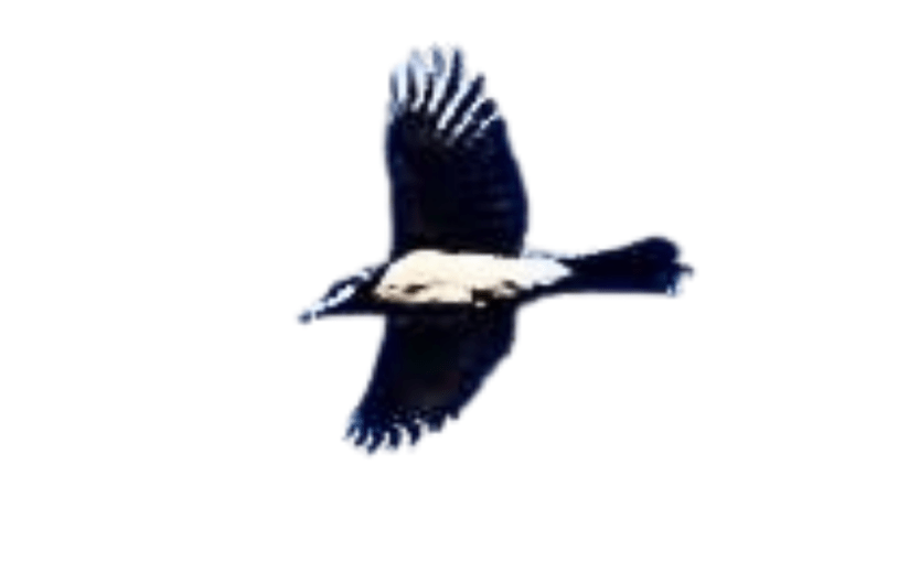 High Flying (a&nbsp;Haiku)