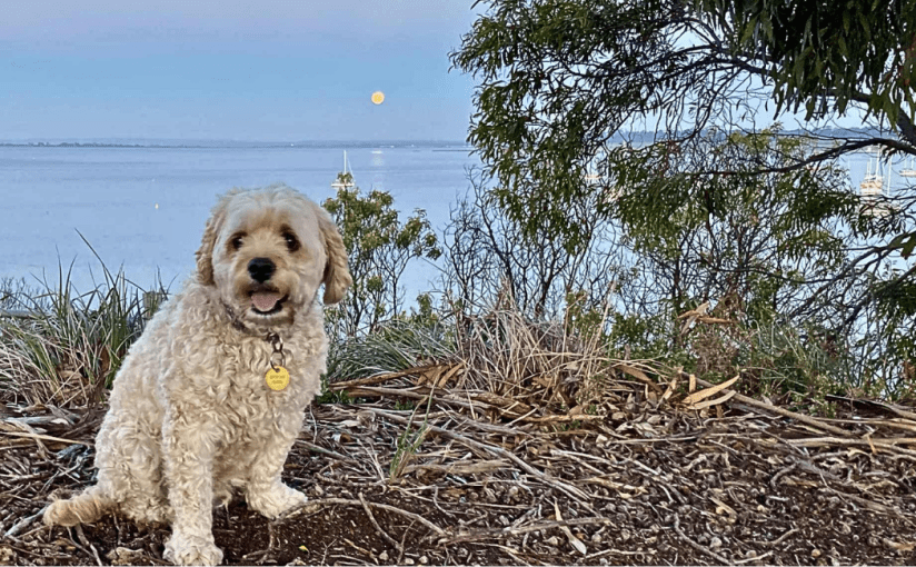 Away With the&nbsp;Faeries