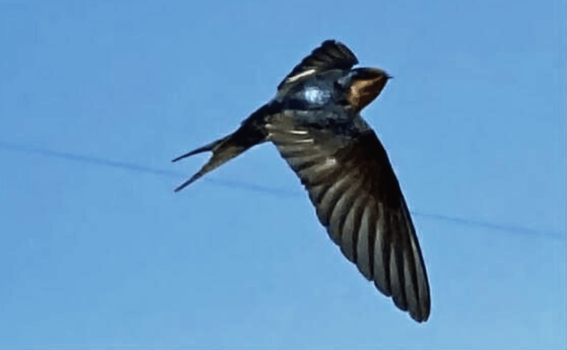 Throwback Friday, Birds in&nbsp;Flight