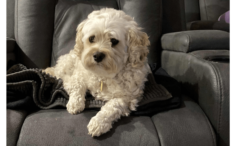 Frankie is Back&nbsp;Home