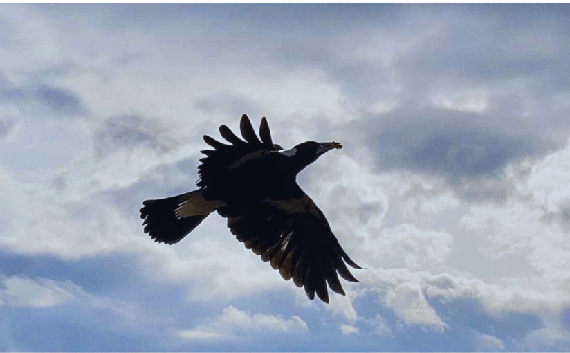 The Fantail and the&nbsp;Magpie