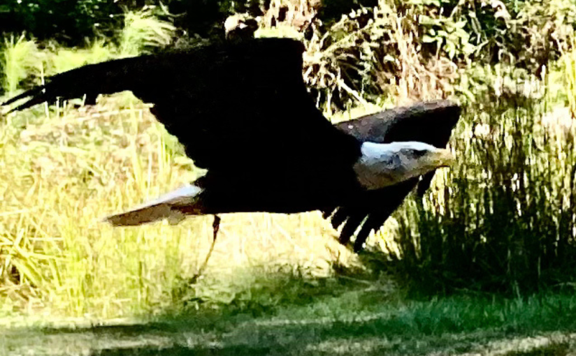 “Birds” at The Raptors&nbsp;(Duncan)