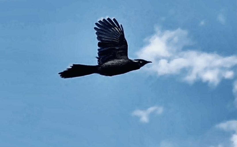 The Dragonfly and the Wattlebird (a&nbsp;Tanka)