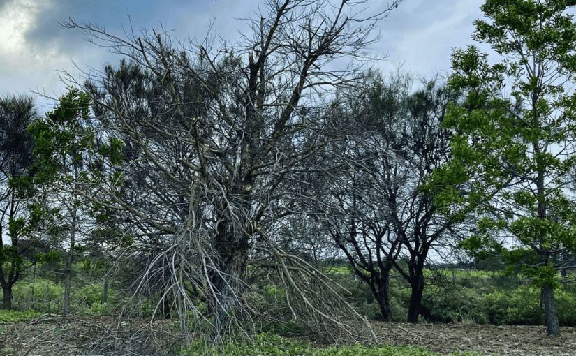 Neurotic Wind (a&nbsp;Tanka)