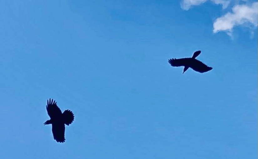 Today’s Screenplay, or, Reggae and&nbsp;Crochet