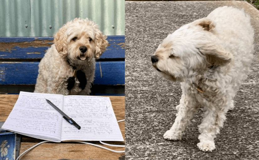 Blowin’ in the Wind (a Haiku by&nbsp;Frankie)