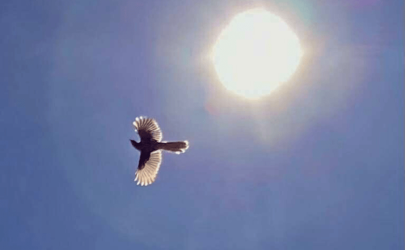 There is a Better Way (a&nbsp;Tanka)