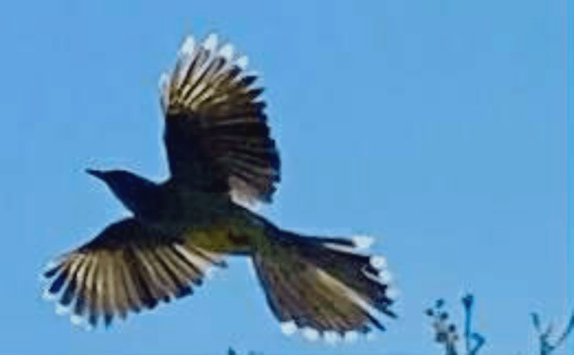 Wings of the Sun (a&nbsp;Tanka)