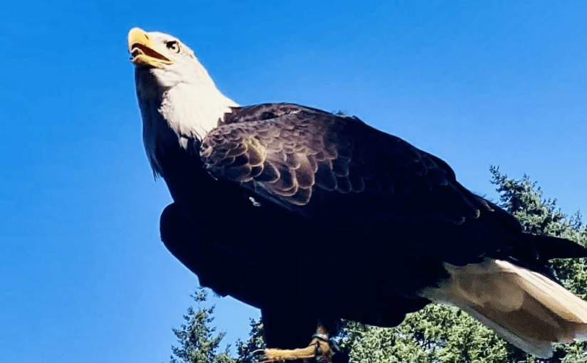 A King Without Wings (a&nbsp;Tanka)