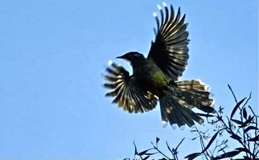 Wattlebird Soiree (a&nbsp;Tanka)