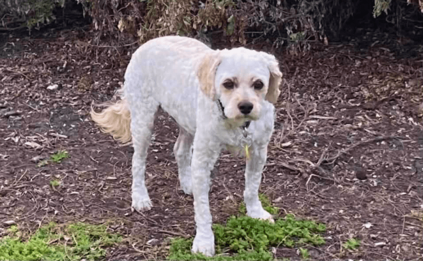 Frankie’s End of Spring&nbsp;Groom