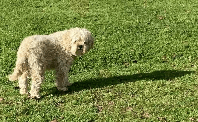 The Village Green (a&nbsp;Tanka)