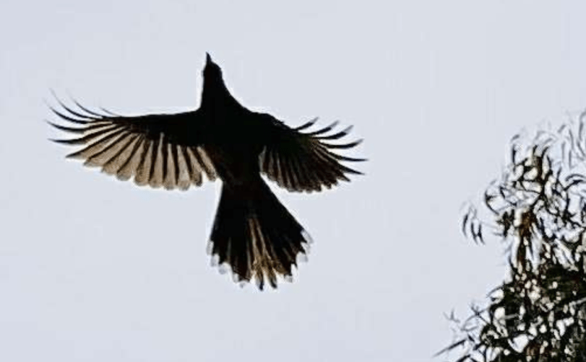 Silhouettes in the Grey Sky (a&nbsp;Haiku)