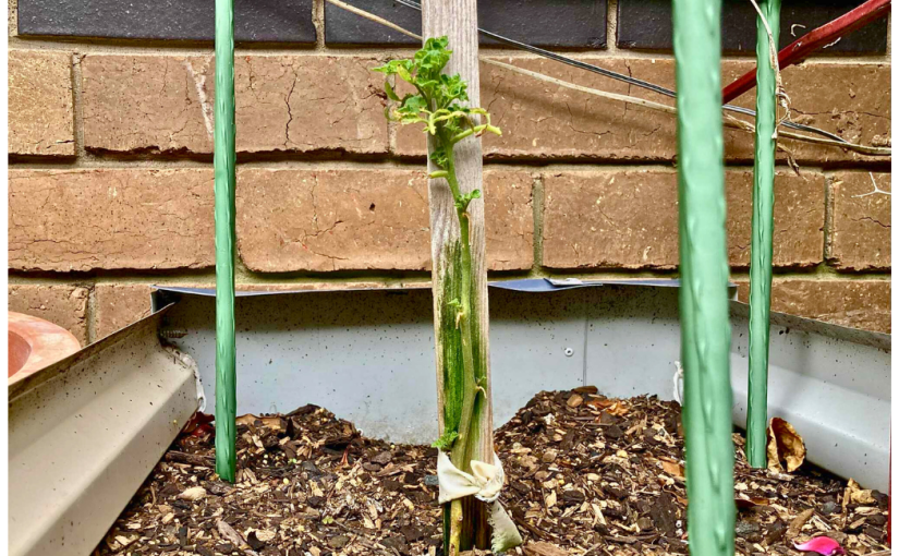 An Epic Saga (a&nbsp;Haibun)