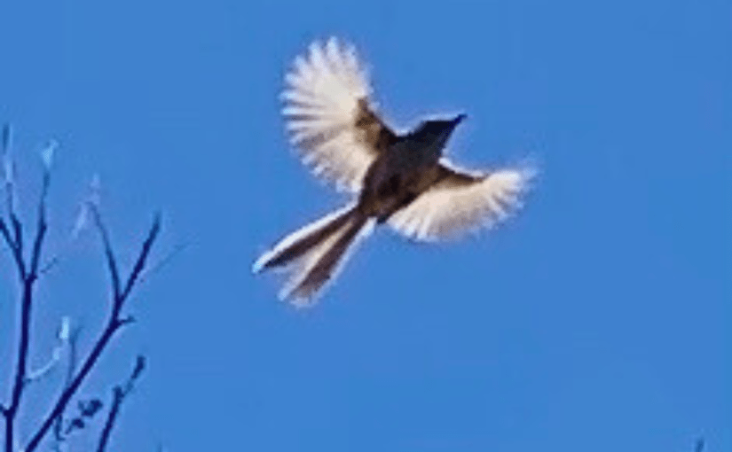 A Tiny Bird in a Deep Blue&nbsp;Sky