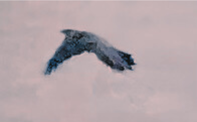 The Crow and the&nbsp;Mistletoe