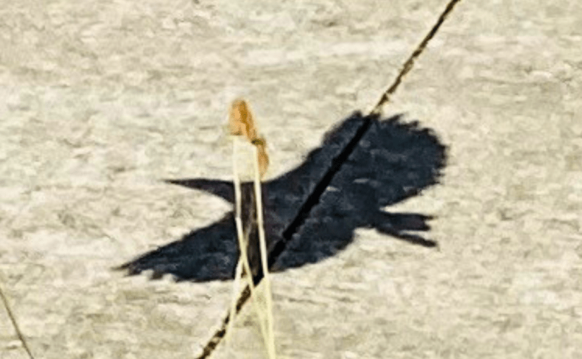 A Shadow From Above, or, In&nbsp;Retrospect