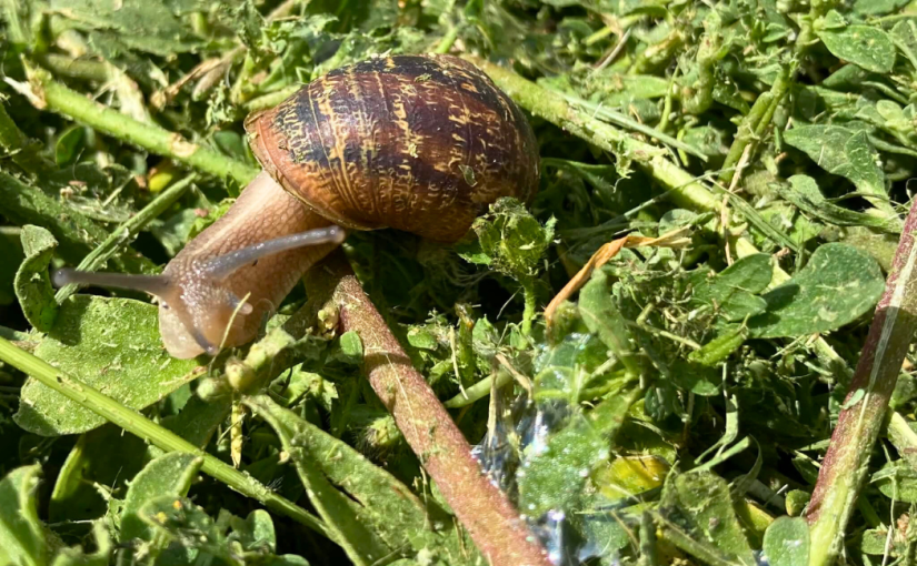 The Snail and the&nbsp;Butterfly