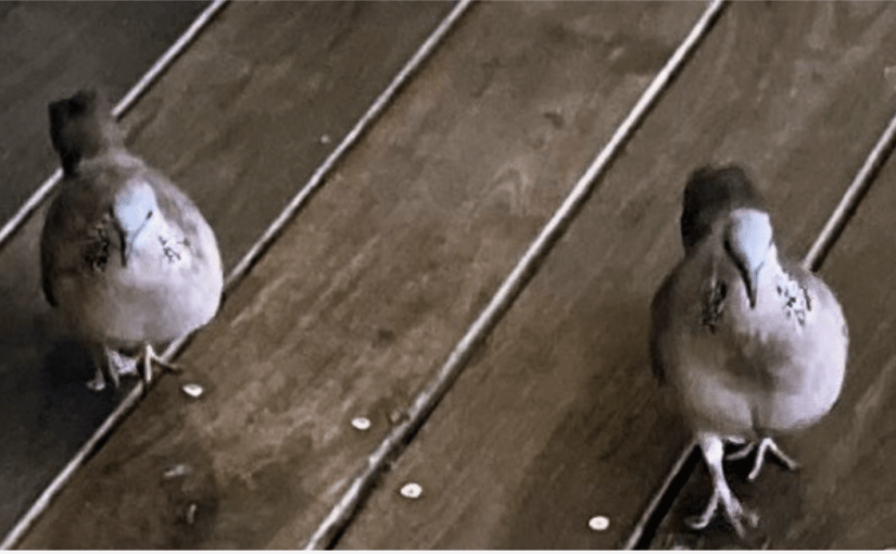 Throwback Friday, The Voice (a&nbsp;Monologue)