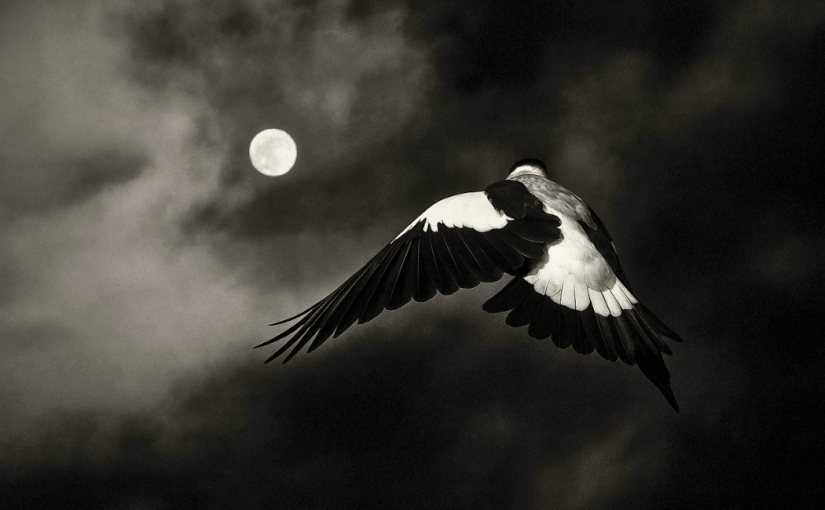 A Blackbird’s Night