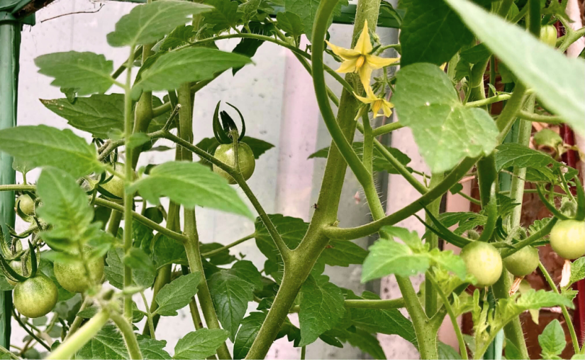 Theo and the Sunflowers (a&nbsp;Haiku)