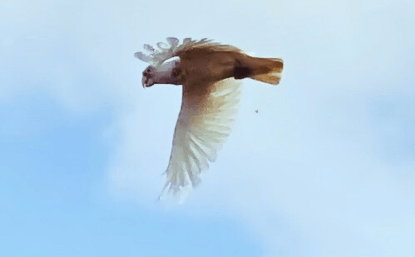 We’re a Noisy Bunch (a&nbsp;Tanka)