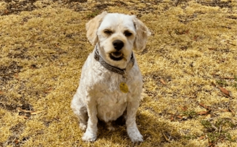 Frankie’s Late Summer&nbsp;Groom