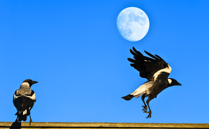 Who’s Watching Whom