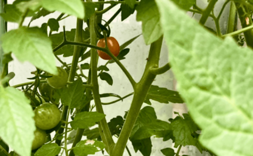 Do You See What I&nbsp;See?