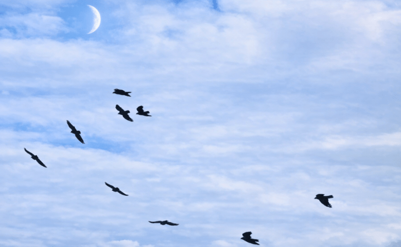 Nine Crows and the&nbsp;Moon