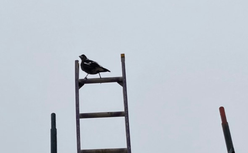 Throwback Friday, Bird on a&nbsp;Ladder