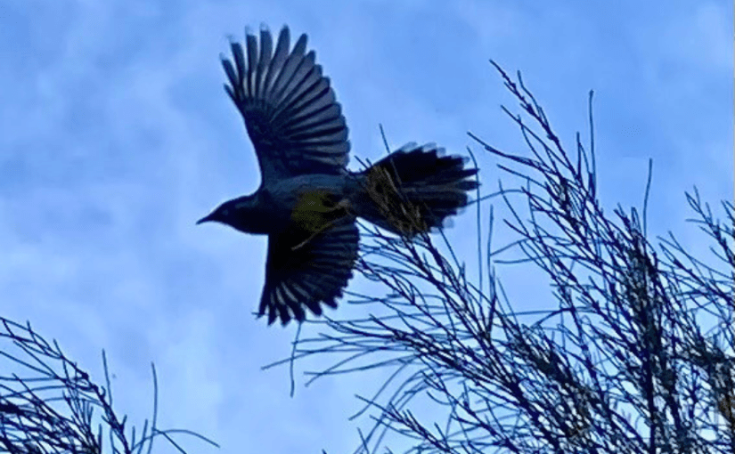 Wattlebirds Are No&nbsp;Log-jammers