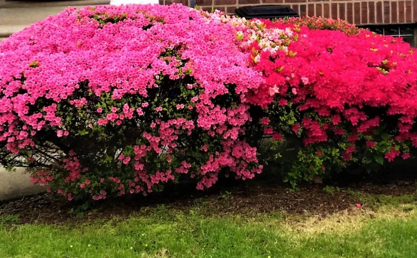 Throwback Friday, Life’s Blooms (a&nbsp;Haiku)