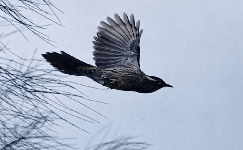 Resting (Revised, with lines from Robert Okaji’s book, “From Every Moment A&nbsp;Second”)
