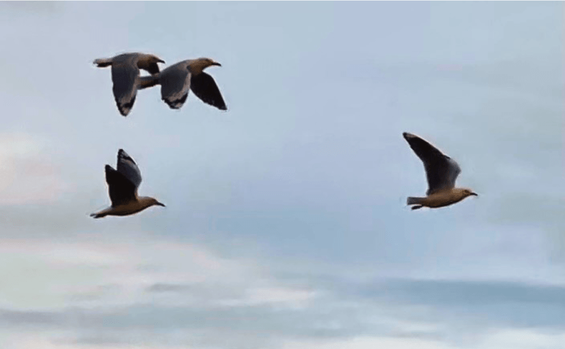 Drifting Inland (a&nbsp;Haiku)