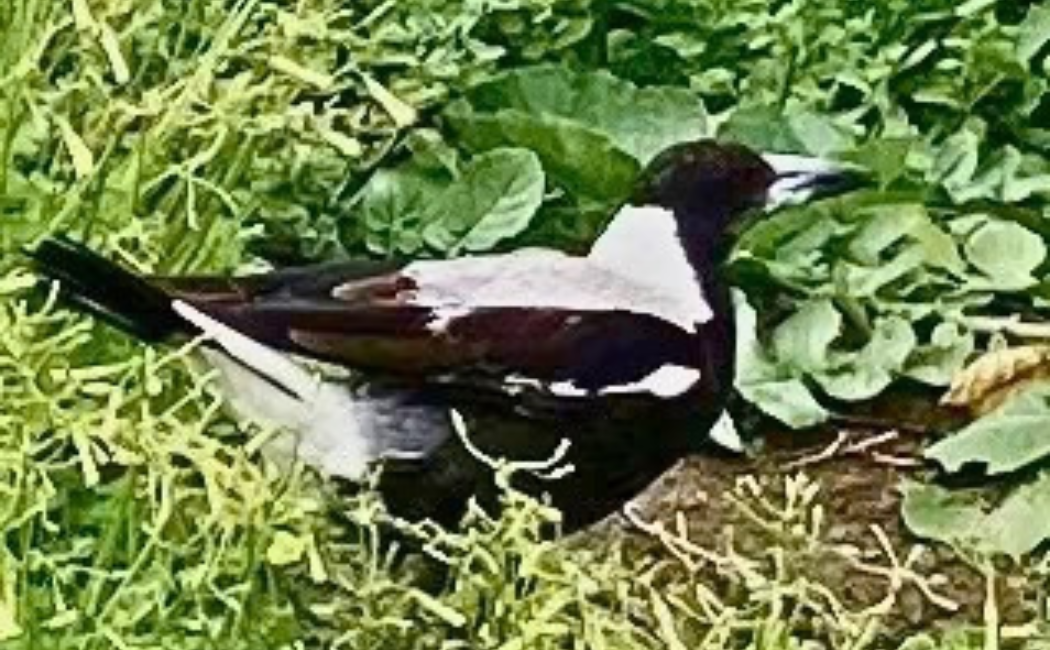 The Poet’s Confused Quill – Ivor.Plumber/Poet